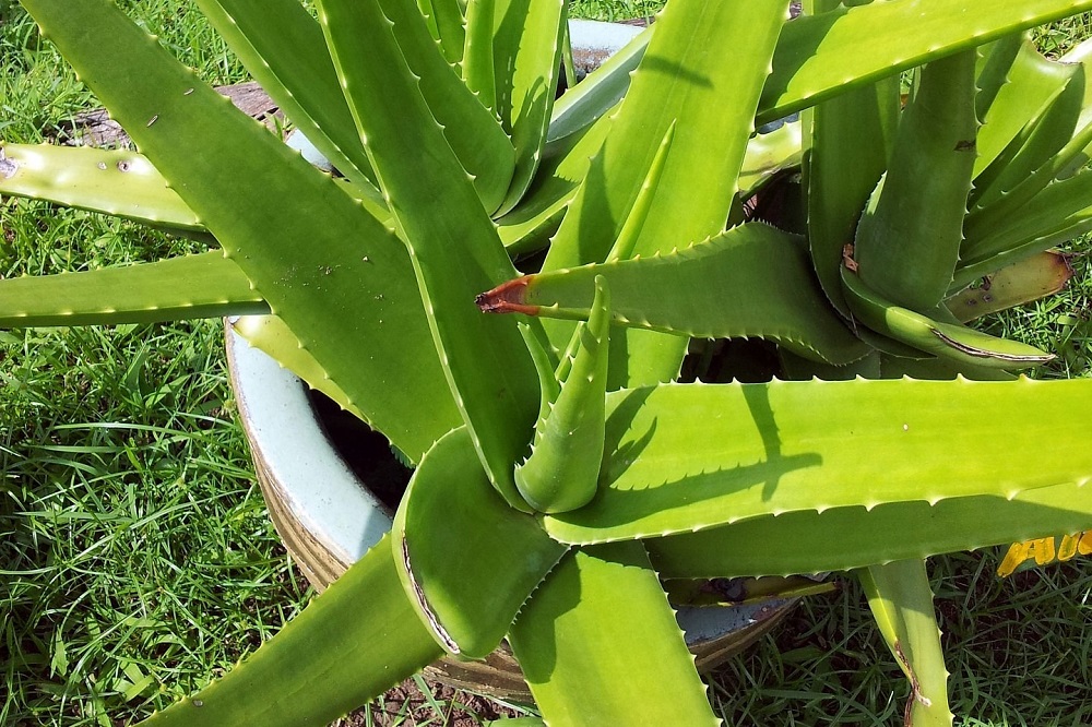 aloe in ghivece