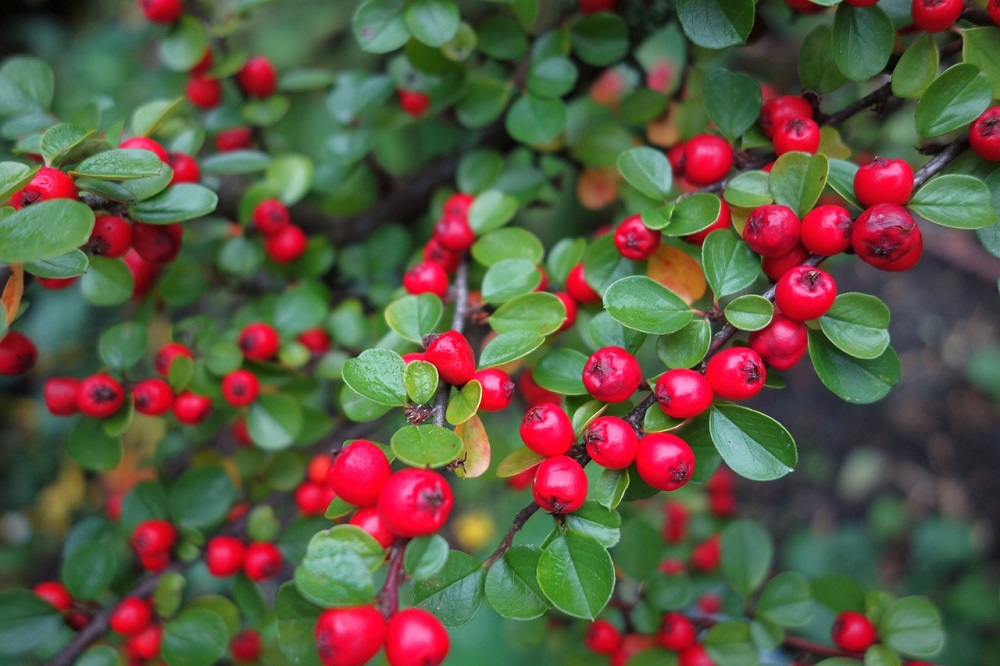 alegerea plantelor de gard viu - Cotoneaster