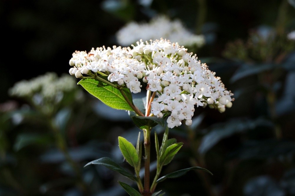 Viburnum tinus
