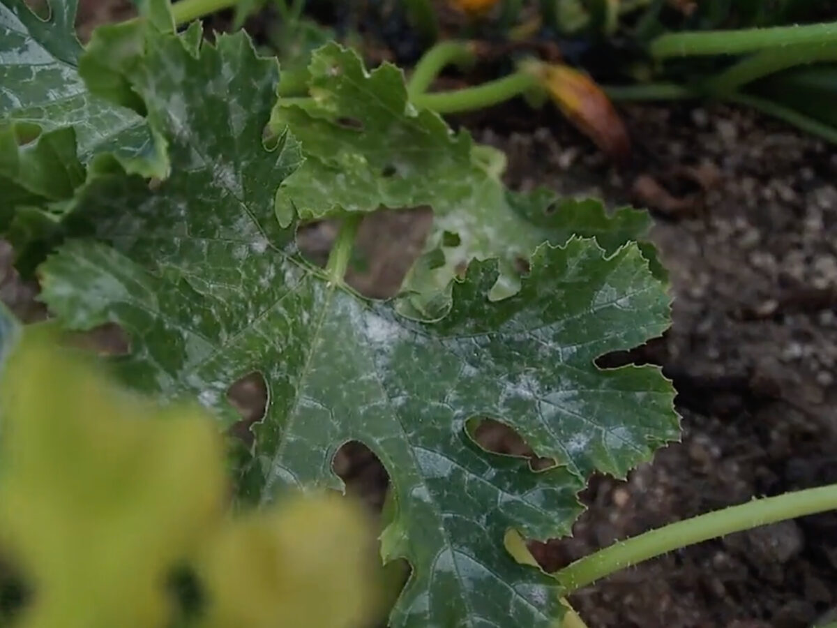 tratarea dovleceilor cu bicarbonat de sodiu